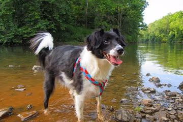 Darden Towe Dog Park photo 1